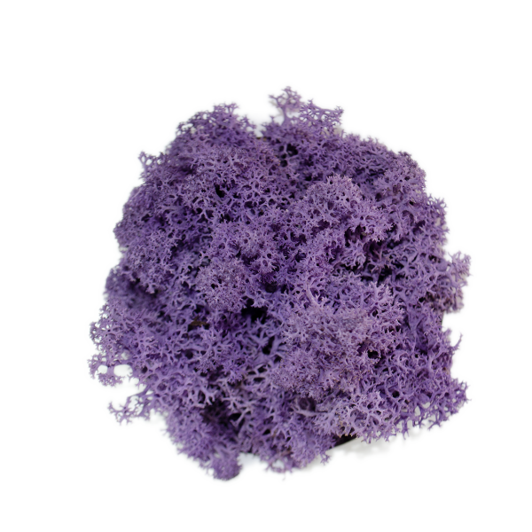 67-veri-peri-purple