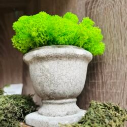 “Дъх от Олимп” със скандинавски мъх