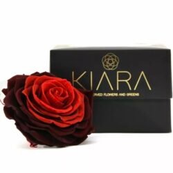 Вечна Роза “Киара”